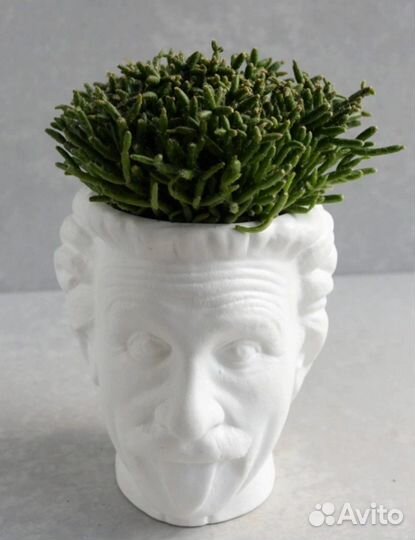 Суккуленты