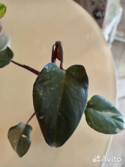 Филодендрон розовая