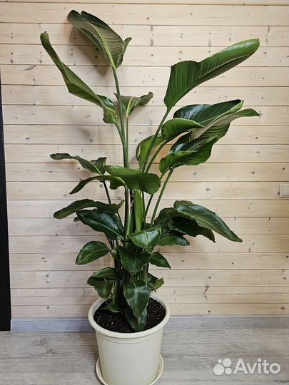 Стрелиция Николая Королевская 6 стволов