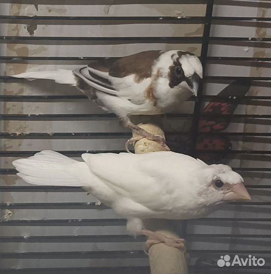 Японские амадины