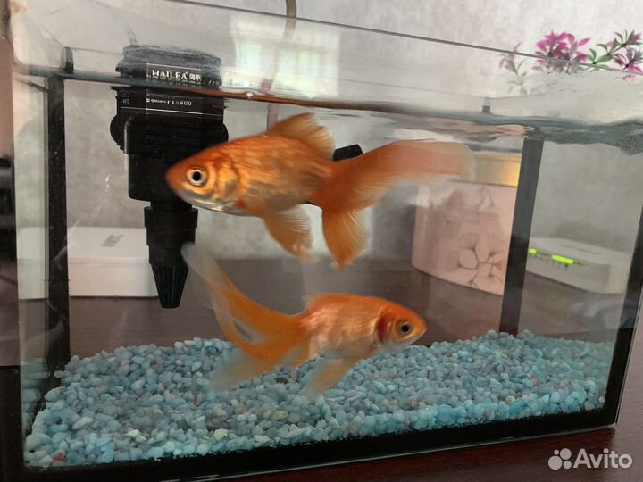 Аквариум с рыбками