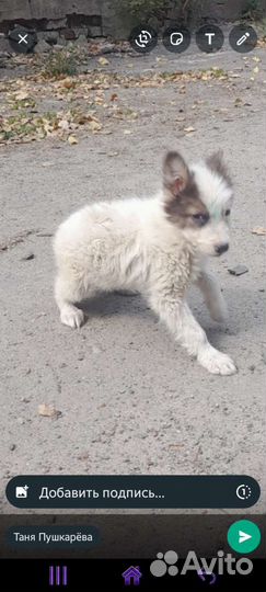 Щенок(кобель)