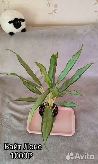 Аглаонемы разные