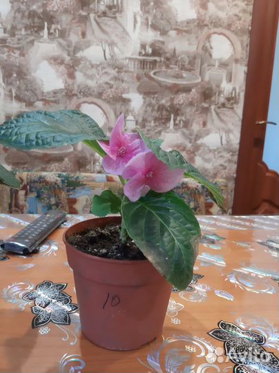 Гортензия крупнолистная ремонтантная