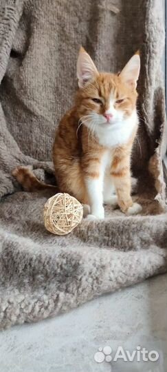 Ищут дом два суперских котенка Финик и Локи