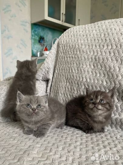 Шотландские котята