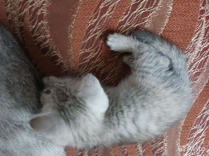 Британская кошка в дар