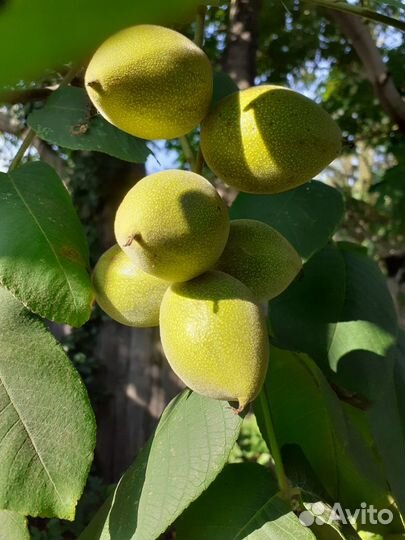 Саженцы маньчжурского ореха