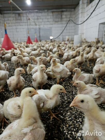 Бройлер росс 308