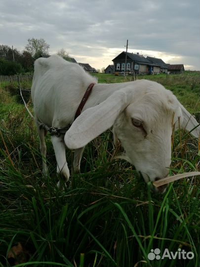 Коза заано-нубийская дойная молочная