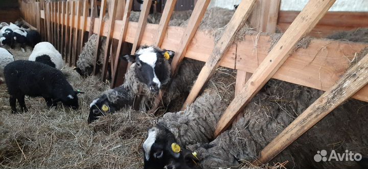 Романовские овцы