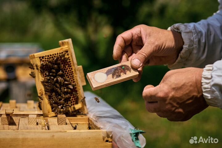 Плодные матки