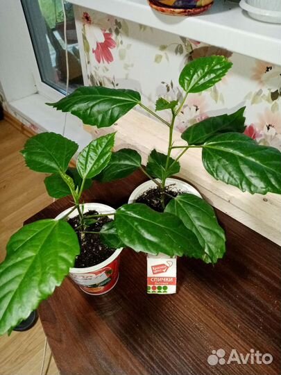 Цветы комнатные разные