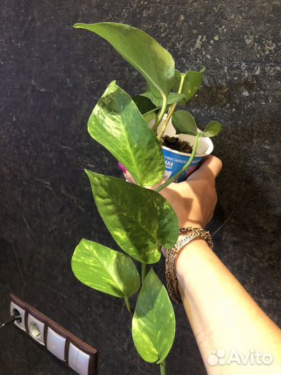 Эпипремнум золотистый