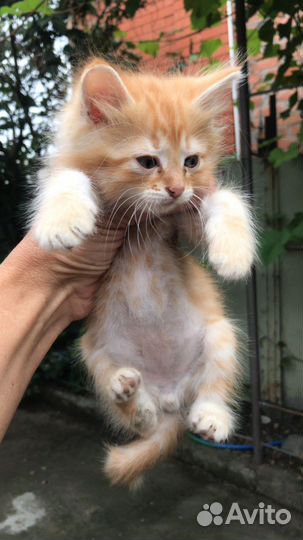Отдаю даром котика рыжего