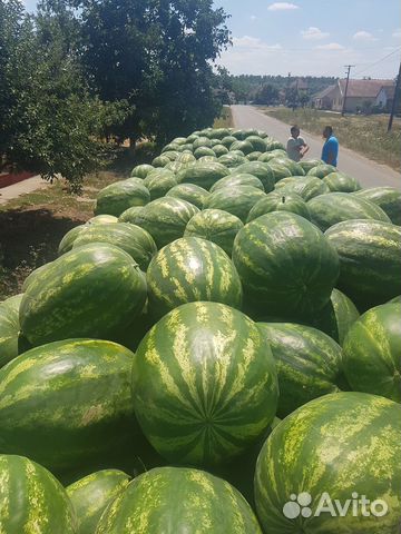 Семена арбуза Гризли F1