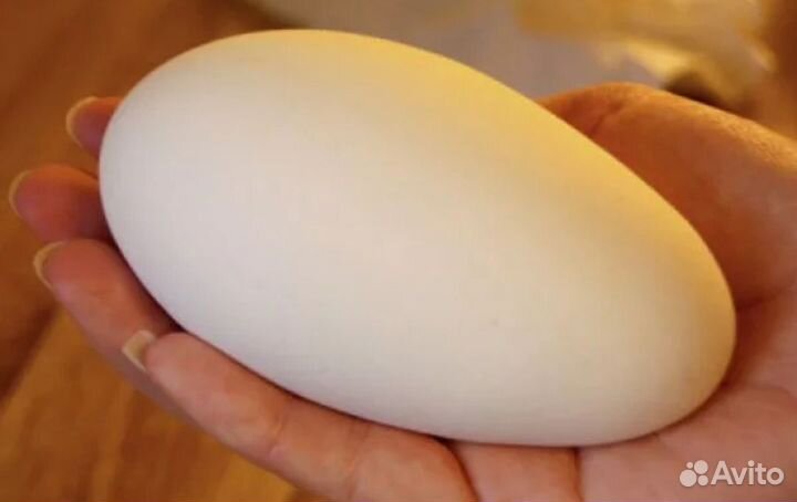 Гусиные яйца