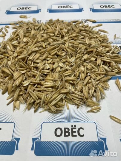 Овёс фуражный