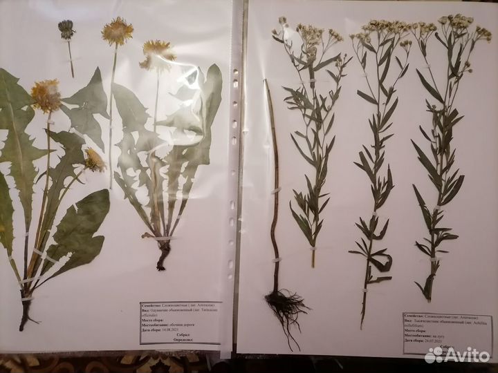 Гербарий растении