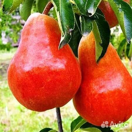 Саженцы роз, яблони, груши, хризантемы