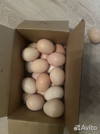 Яйца домашние