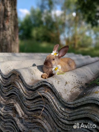 Голландский кролик