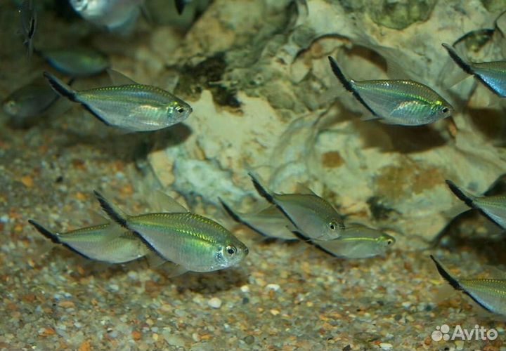 Аквариумные рыбки