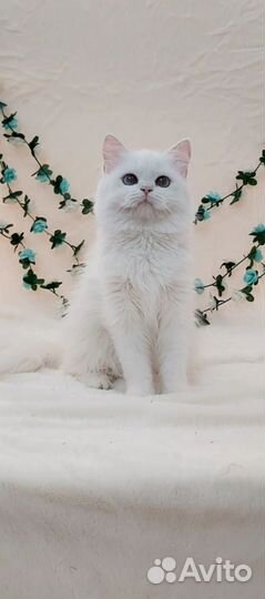 Британка Камилла