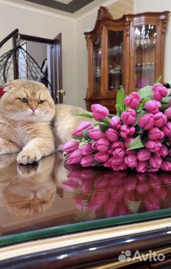Кот на вязку