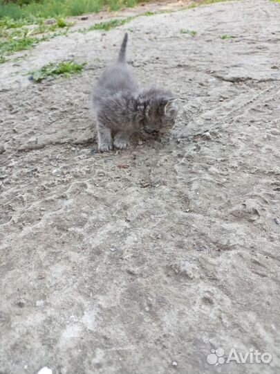 Котята в добрые руки бесплатно