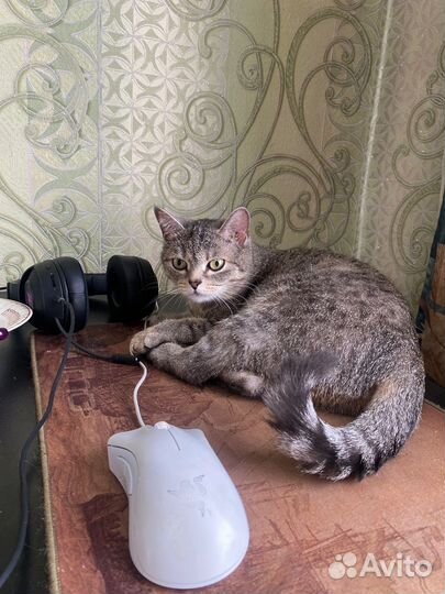 Кошка в дар