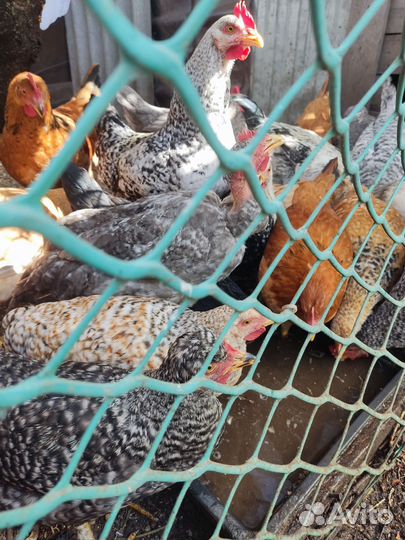 Молодые петушки