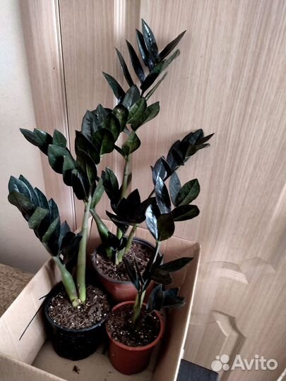 Замиокулькас черный