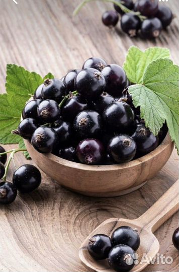 Чёрная смородина