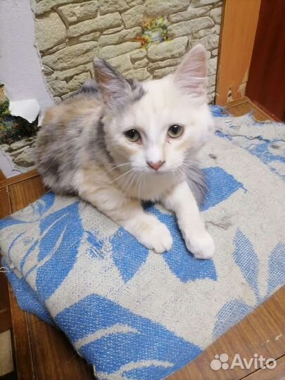 Кошка