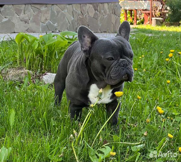 Французский бульдог голубой