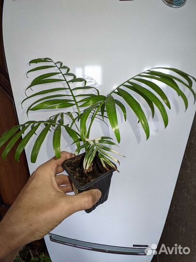 Пальма хамедорея варигетная