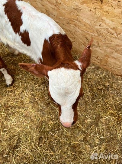 Телята бычки тёлки доставка бесплатная