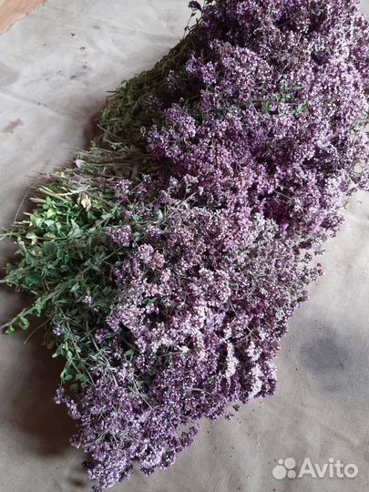 Душица трава