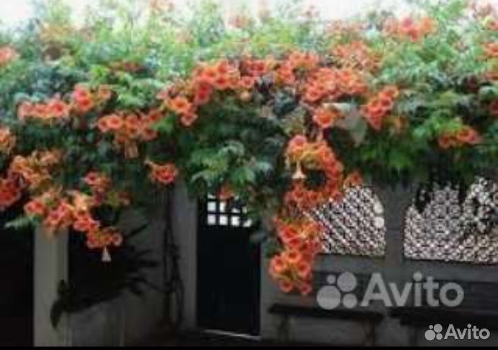 Лианы для беседок