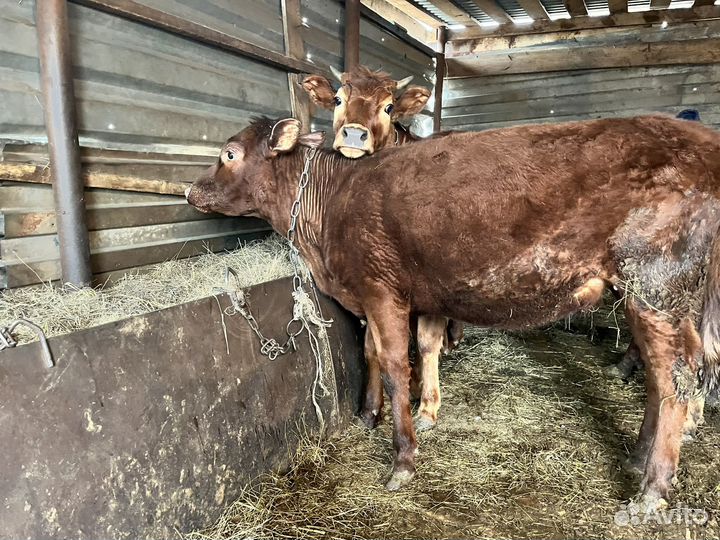 Телята телочки