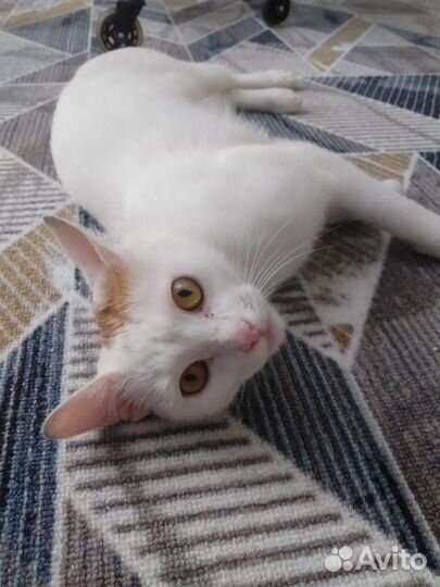 Ласковый умный котик в поисках дома