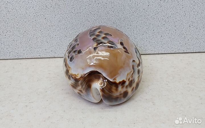 Ципрея Ялта 8,9 морской сувенир подарок