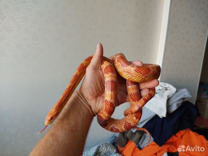 Маисовый полоз