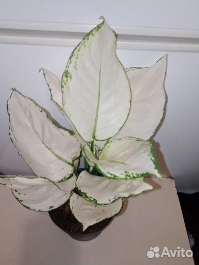 Аглаонема вайт джой