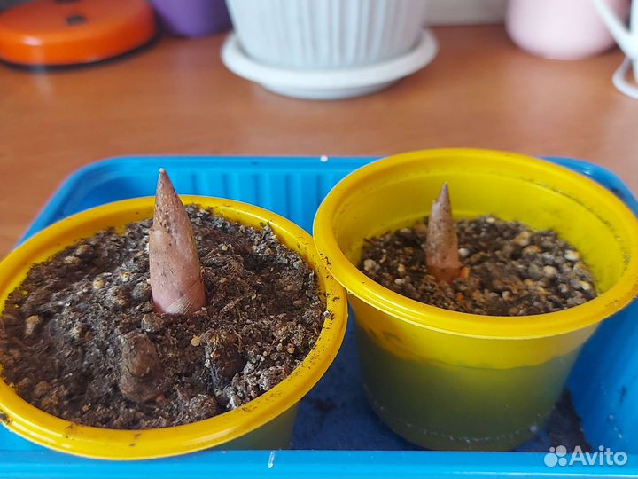 Аморфофаллус