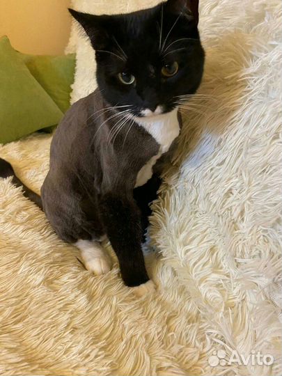 Стрижка кошек и котов