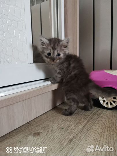 Котята метисы