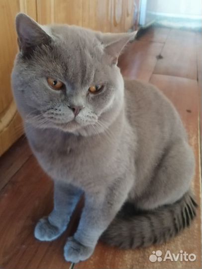 Шотландская вислоухая девочка - котёнок