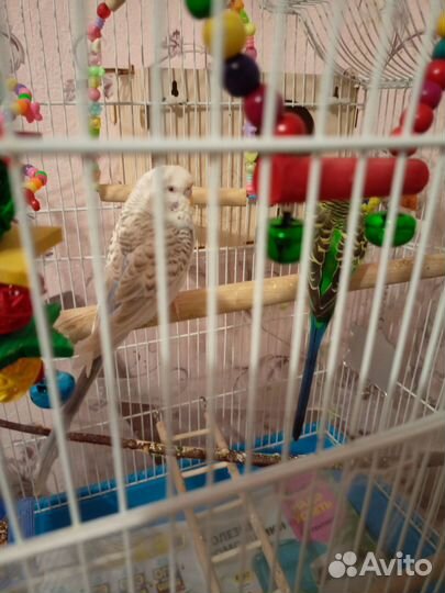 Волнистые попугаи с клеткой